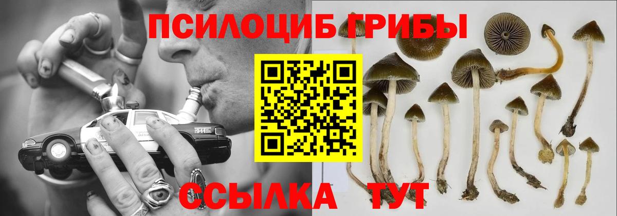 Кизляр  закладки  Псилоцибиновые грибы Cubensis  Вход с VPN  Псилоцибиновые грибы прущие грибы 
